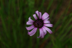 Dimorphotheca spectabilis