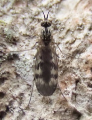 Sylvicola punctatus