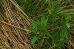 Dimorphotheca spectabilis