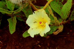 Hibiscus aethiopicus