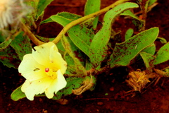 Hibiscus aethiopicus