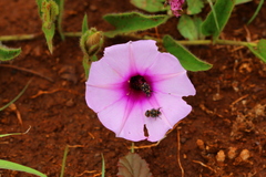 Ipomoea oenotheroides