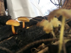 Fungi