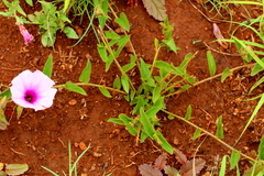 Ipomoea oenotheroides