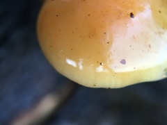Fungi