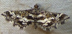 Diasemiopsis leodocusalis