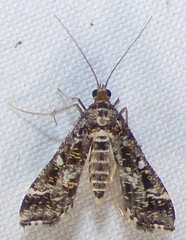 Diasemiopsis leodocusalis