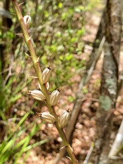 Lupulina