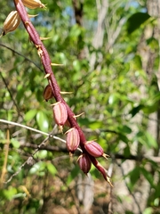 Lupulina