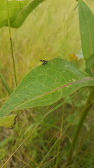 Stenopa vulnerata