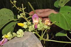 Amphilophium paniculatum