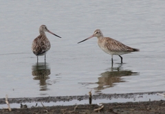 Limosa lapponica lapponica