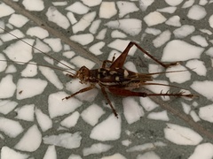 Cardiodactylus novaeguineae