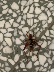 Cardiodactylus novaeguineae