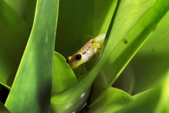 Phyllodytes luteolus