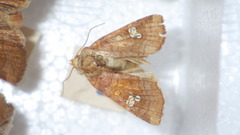 Amphipoea oculea