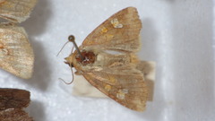 Amphipoea oculea