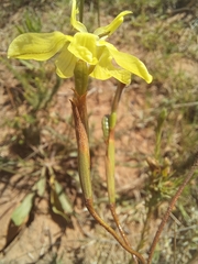 Visciramosae