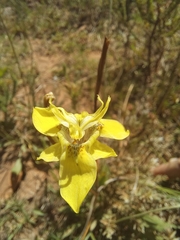 Visciramosae
