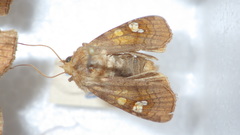 Amphipoea oculea