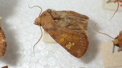 Amphipoea oculea