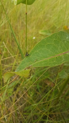 Stenopa vulnerata