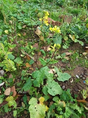 Brassiceae