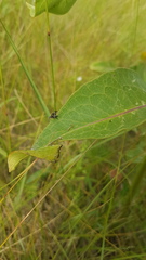 Stenopa vulnerata