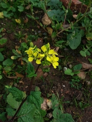 Brassiceae