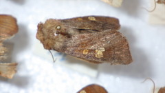 Amphipoea oculea