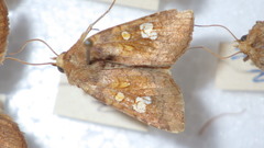 Amphipoea oculea