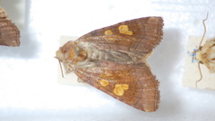 Amphipoea oculea