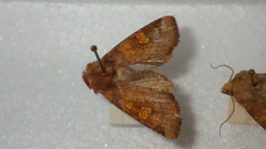 Amphipoea oculea