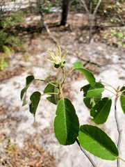 Nesogordonia stylosa image