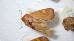 Amphipoea oculea