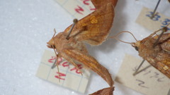 Amphipoea oculea
