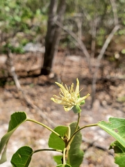 Nesogordonia stylosa image