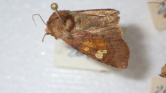 Amphipoea oculea