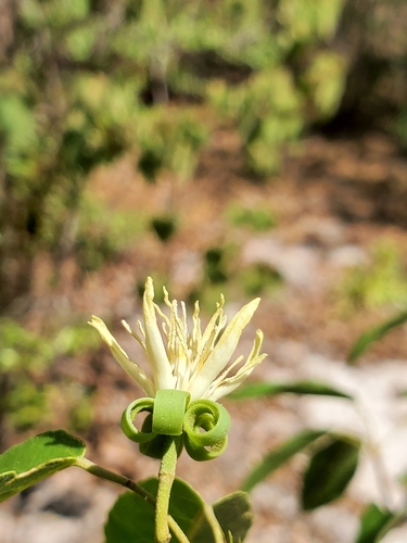 Nesogordonia stylosa image