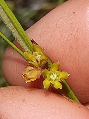 Aspidoglossum gracile