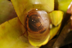 Phyllodytes luteolus