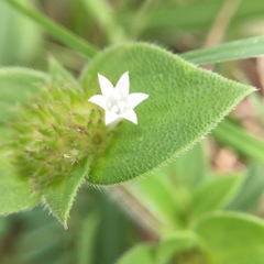 Phyllanthus urinaria