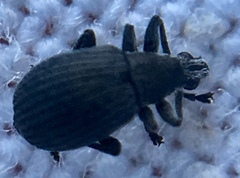 Oxystoma craccae