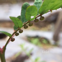 Phyllanthus urinaria