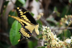 Heraclides thoas brasiliensis
