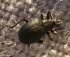 Oxystoma craccae