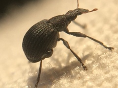Oxystoma craccae