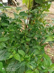 Capsicum frutescens