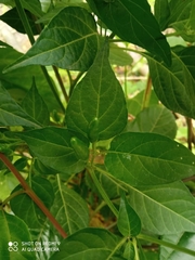 Capsicum frutescens