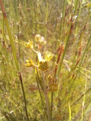 Aspidoglossum gracile